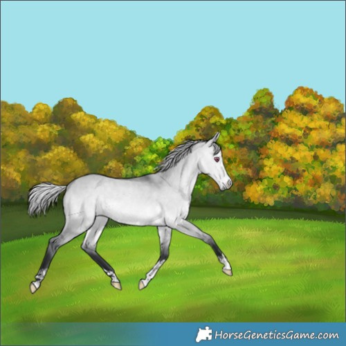 Horse Color:Silver Bay Chinchilla Dun 