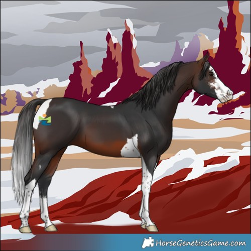 Horse Color:Brown Sabino Tobiano 