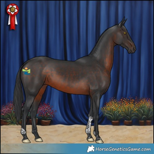 Horse Color:Brown Tobiano 