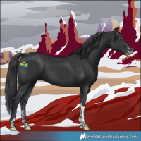 Horse Color:Black Sabino Tobiano