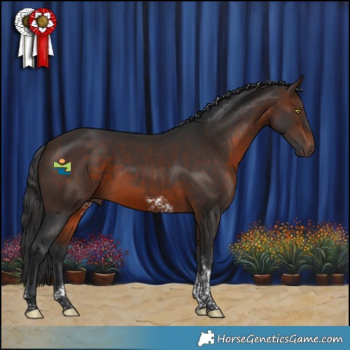 Horse Color:Brown Tobiano 