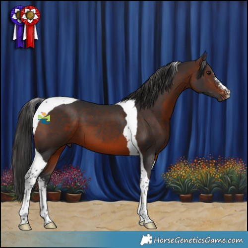 Horse Color:Brown Sabino Tobiano 