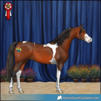 Horse Color:Bay Sabino Tobiano 