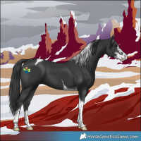 Horse Color:Black Sabino Tobiano 