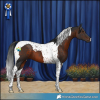 Horse Color:Brown Tobiano 