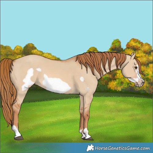 Horse Color:Red Dun Frame 