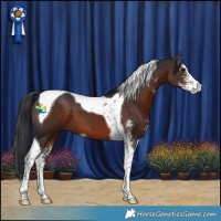 Horse Color:Brown Sabino Tobiano 