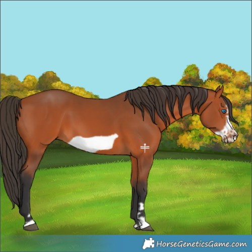 Horse Color:Bay Frame 