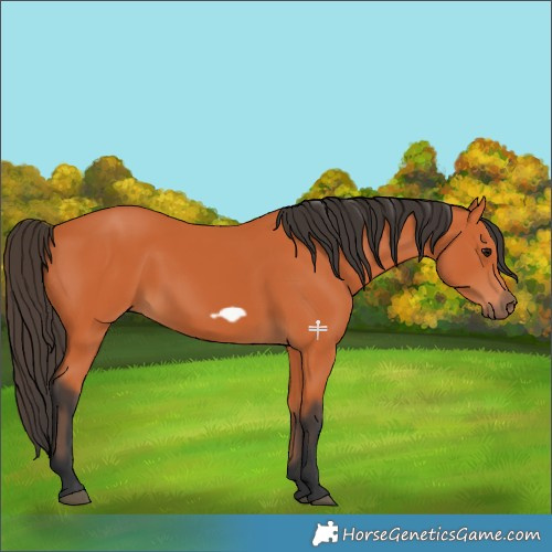 Horse Color:Bay Frame 