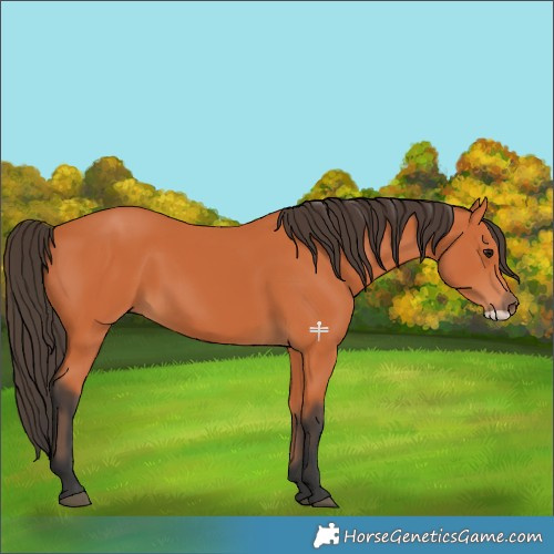 Horse Color:Bay Frame 