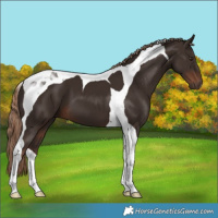 Horse Color:Liver Chestnut Tobiano 