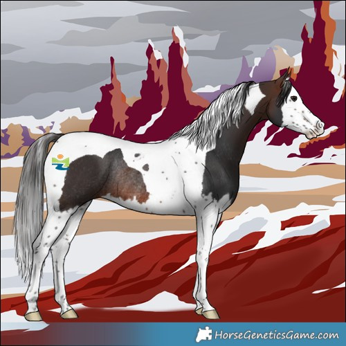 Horse Color:Brown Splash Tobiano Rabicano 