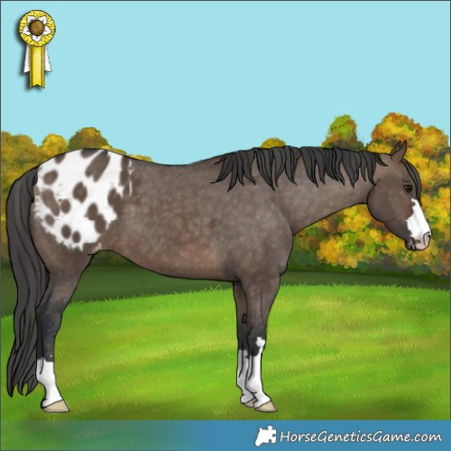 Horse Color:Brown Dun Appaloosa 