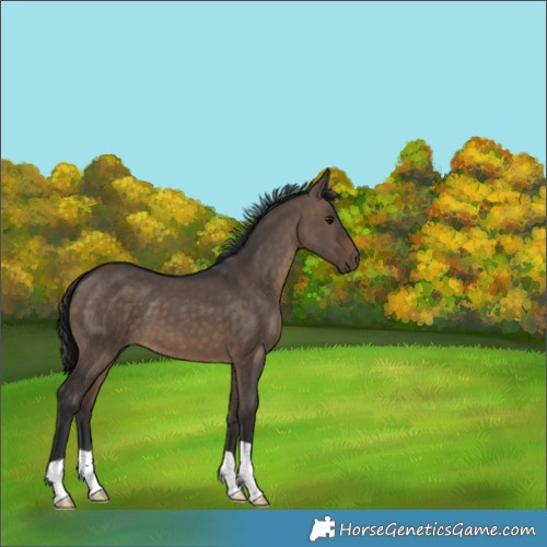 Horse Color:Brown Dun 