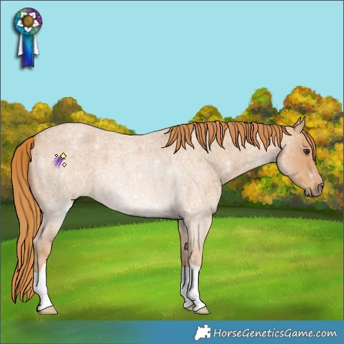 Horse Color:Red Roan 