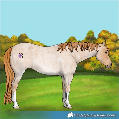 Horse Color:Red Roan 