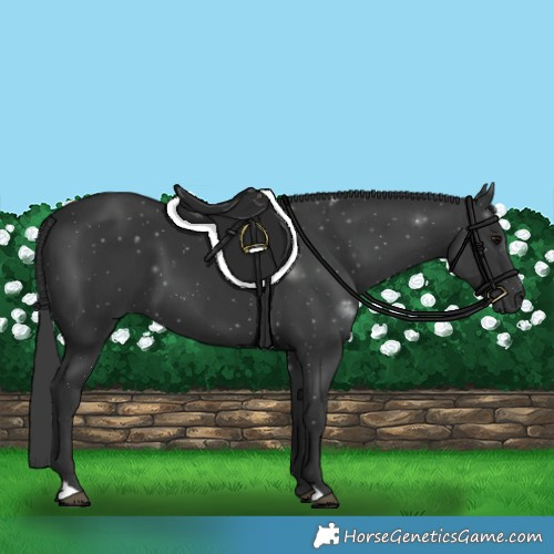 Horse Color:Black 