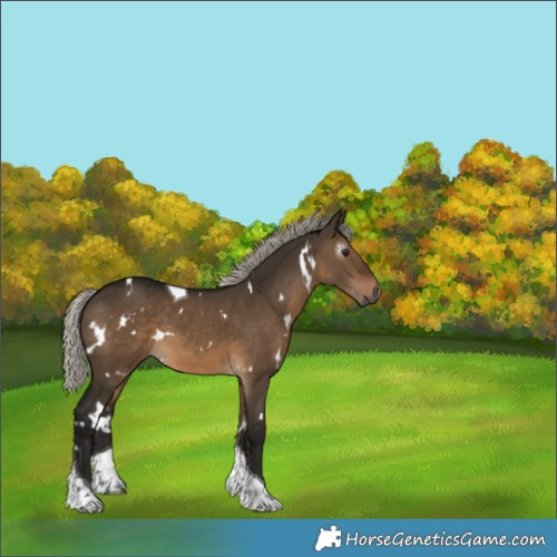 Horse Color:Gray White Spotted Silver Brown Dun Tobiano 