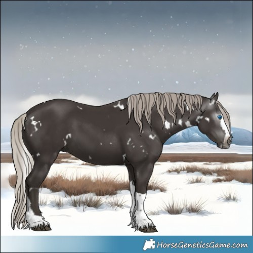 Horse Color:Gray White Spotted Silver Black Splash Tobiano 