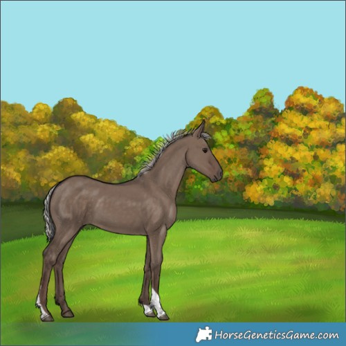 Horse Color:White Spotted Silver Grullo Tobiano 