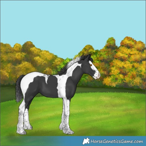 Horse Color:Black Splash Tobiano 