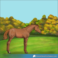 Horse Color:Chestnut 