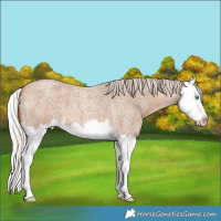 Horse Color:Silver Bay Roan Dun Splash 