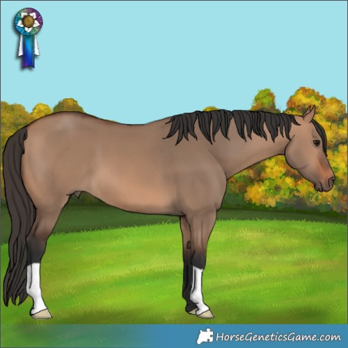 Horse Color:Bay Dun