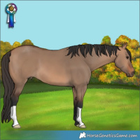 Horse Color:Bay Dun