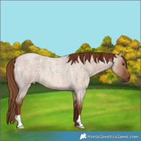 Horse Color:Red Dun Roan 