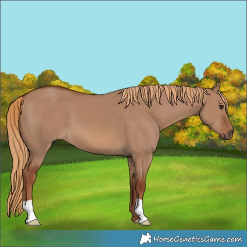 Horse Color:Red Dun