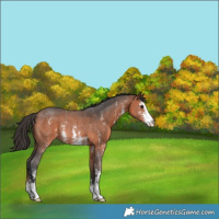 Horse Color:Bay Sabino Rabicano 