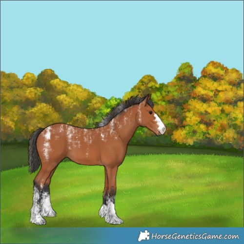 Horse Color:Powder White Bay 