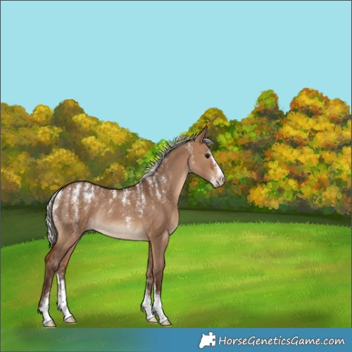Horse Color:Powder White Silver Bay Dun Rabicano 