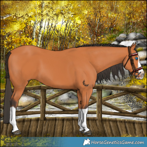 Horse Color:Bay Splash Frame 