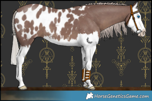 Horse Color:Chocolate Silver Black Splash Blanket 