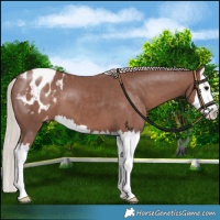 Horse Color:Chocolate Silver Black Splash Appaloosa
