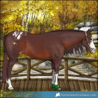 Horse Color:Chocolate Brown Appaloosa