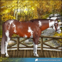 Horse Color:Chocolate Brown Sabino 