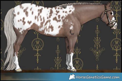 Horse Color:Chocolate Silver Black Blanket 