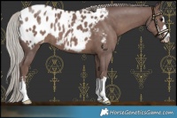 Horse Color:Chocolate Silver Black Appaloosa 