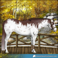 Horse Color:White Spotted Chocolate Brown