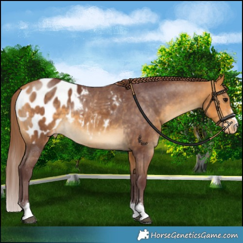 Horse Color:Chocolate Buckskin Blanket 