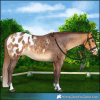 Horse Color:Chocolate Buckskin Blanket 