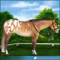 Horse Color:Chocolate Buckskin Appaloosa