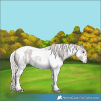 Horse Color:White Spotted Silver Black Tobiano