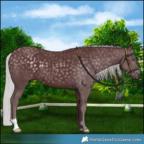 Horse Color:Chocolate Silver Smoky Black Chinchilla 