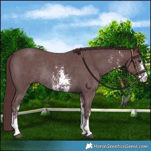 Horse Color:Chocolate Black Chinchilla Sabino Rabicano 
