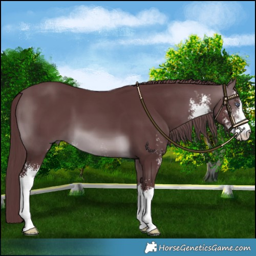 Horse Color:Chocolate Brown Chinchilla Sabino 