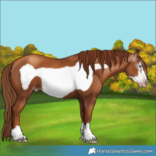 Horse Color:Gray Gold Champagne Frame 